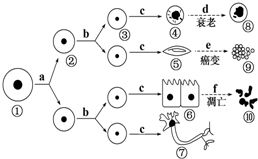 未使用放射性同位素標(biāo)記技術(shù)的生物學(xué)重要實(shí)驗(yàn)